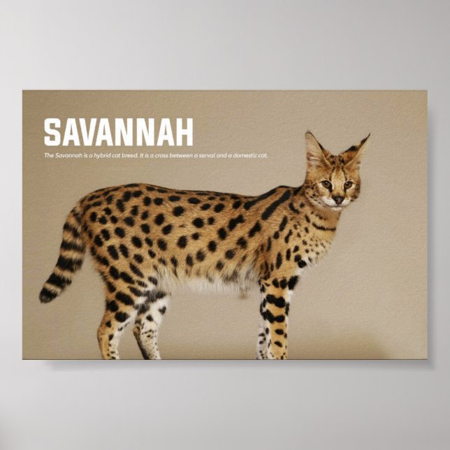 Poster Savannah Cat Breed (Frente)