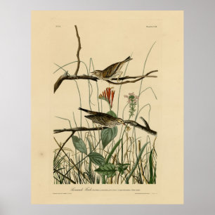 Poster Savannah Finch (Sparrow) Audubon Birds da América