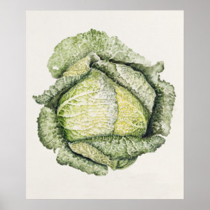 Poster Savoy Cabbage