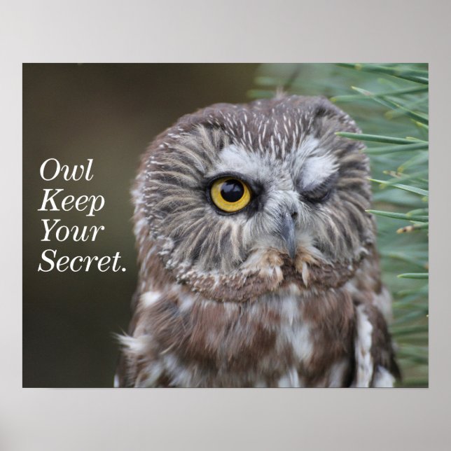 Póster Saw-whet Owl (Frente)