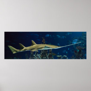 Poster Sawfish impressionante
