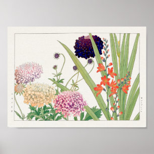 Poster Scabiosa, Montbretia por Tanigami Konan