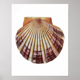 Poster Scallol Sea Shell n.º 2 História Natural Art Impre