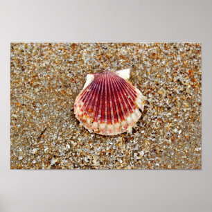 Póster Scallop Shell