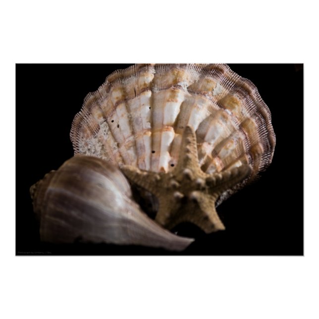 Póster Scallop, Whelk, Sea Star (Frente)