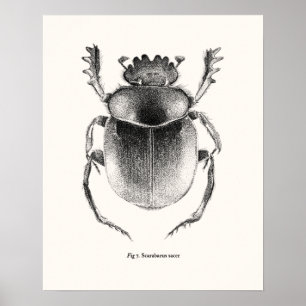 Poster Scarab gigante - Scarabaeus sacer