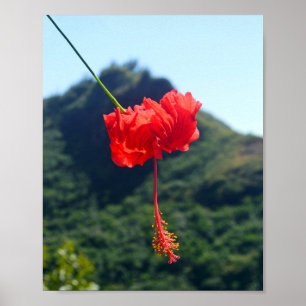 Póster Scarlet Hibiscus no Havaí