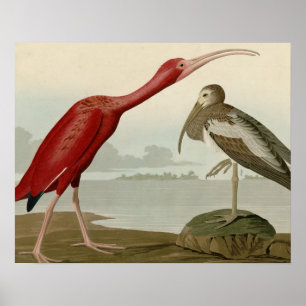 Póster Scarlet Ibis