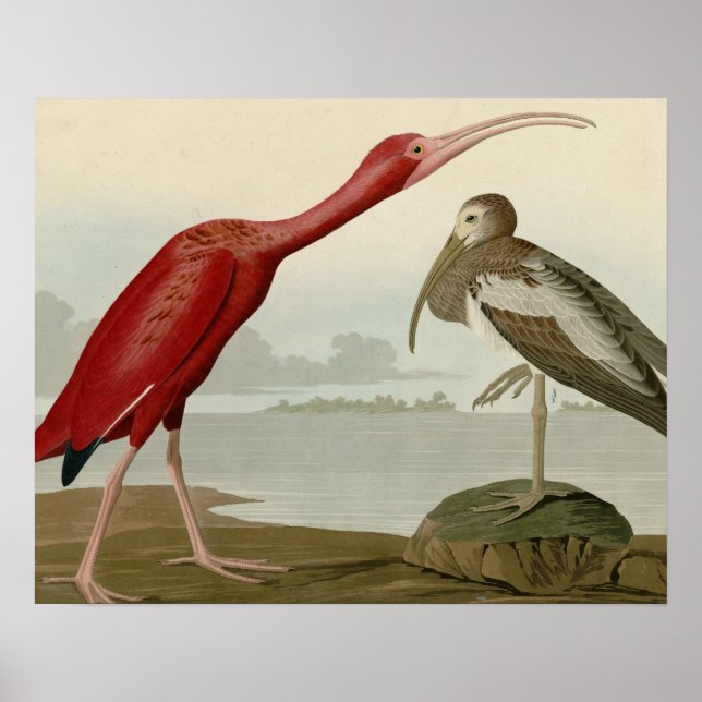 Póster Scarlet Ibis (Frente)