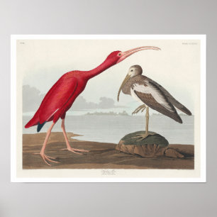 Poster Scarlet Ibis by Audubon