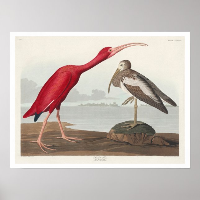 Poster Scarlet Ibis by Audubon (Frente)