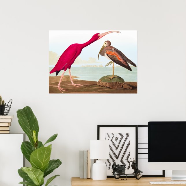 Poster Scarlet ibis por John James Audubon (Escritório em casa)