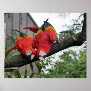 Póster Scarlet Macaws