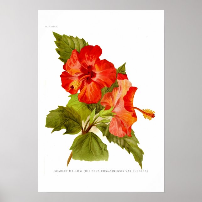 Póster Scarlet Mallow (Hibiscus) (Frente)