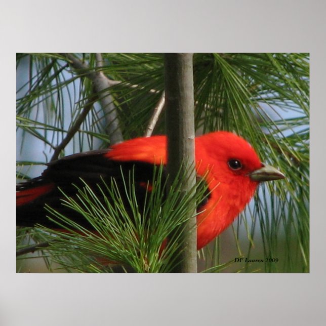 Poster Scarlet O'Tanager (Frente)