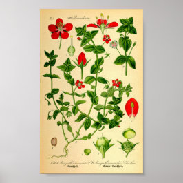 Poster Scarlet Pimpernel (Anagallis caerulea)