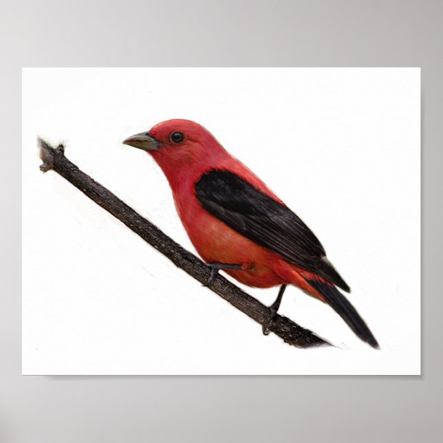 Póster Scarlet Tanager no Branch (Frente)