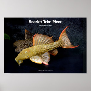 Póster Scarlet Trim Pleco の ポ ス タ ー