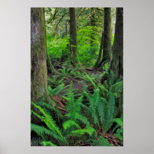 Poster Scenico de Floresta Verde Esmagada