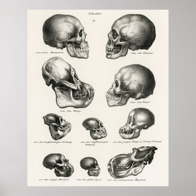 Poster Schinz de Visser Human Monkey & Ape Skulls (Frente)
