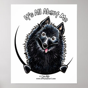 Póster Schipperke IAAM