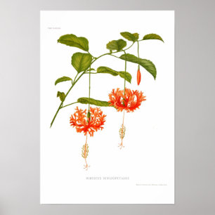 Póster Schizopetalus do hibiscus