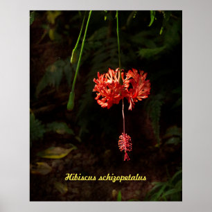 Poster Schizopetalus do hibiscus - lanterna japonesa