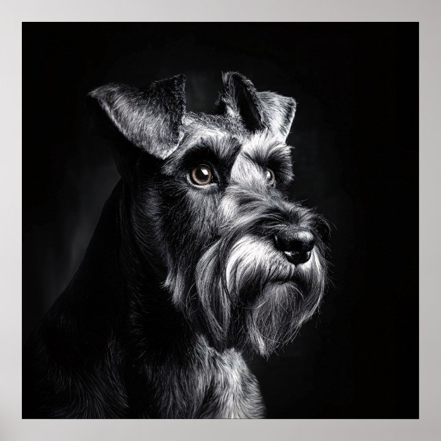 Poster Schnauzer Monochrome Portrait (Frente)