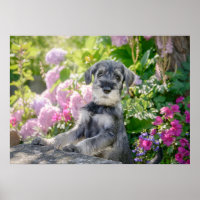 Schnauzer Puppy Padrão em um Jardim Flor