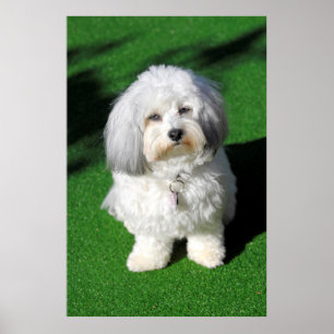 Póster schöner,weißer Havaneser-Hund sitzend,Blickkontakt