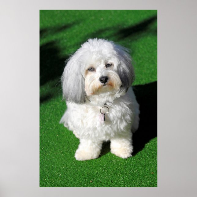 Póster schöner,weißer Havaneser-Hund sitzend,Blickkontakt (Frente)