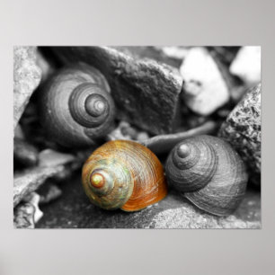 Póster Schoodic Snails II