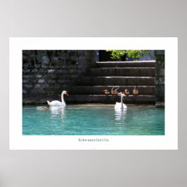 Poster Schwanenfamilie