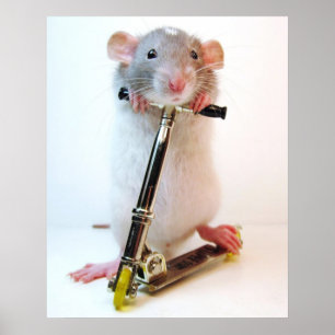 Póster Scootimus Rattus