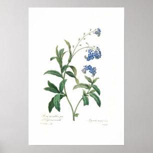 Poster Scorpioides do Myosotis