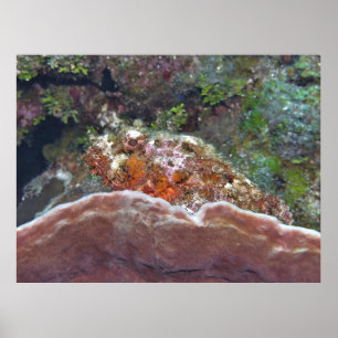 Poster Scorpionfish em uma Esponja