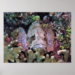 Poster Scorpionfish no Coral
