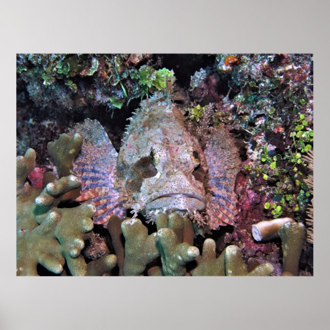 Poster Scorpionfish no Coral (Frente)