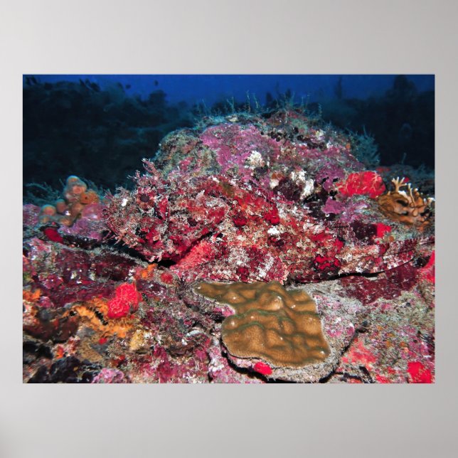 Poster Scorpionfish oculto (Frente)