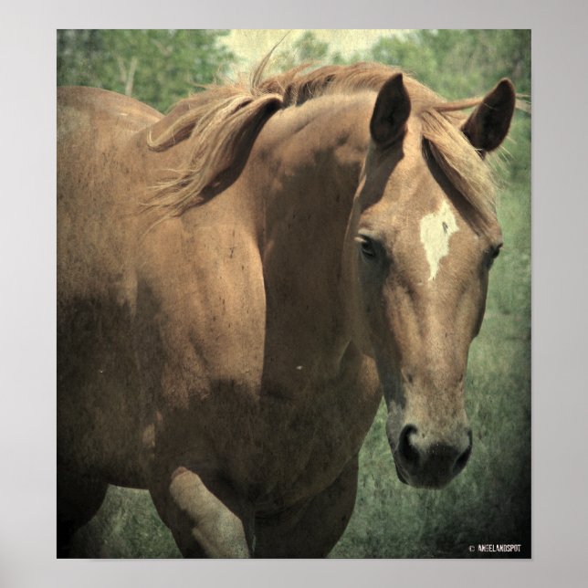 Póster Scotch (Frente)