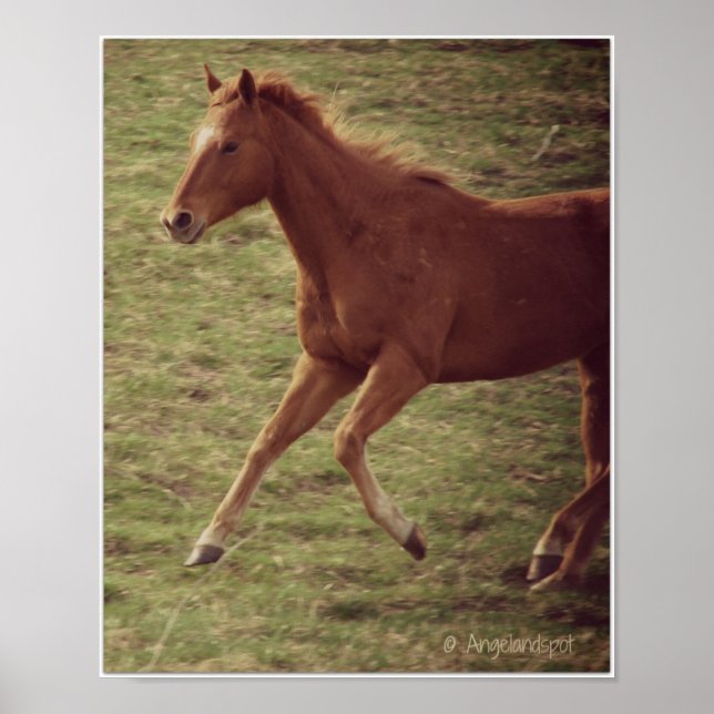 Póster Scotch in Motion (Frente)