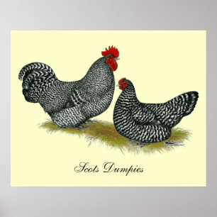Poster Scots Dumpy Chickens