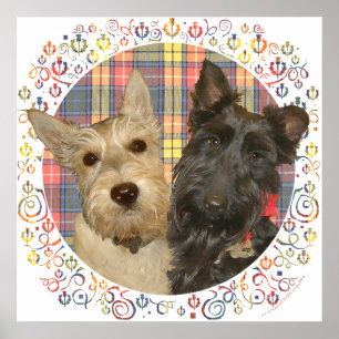 Póster Scotties de Rodas e Negros em Tartan
