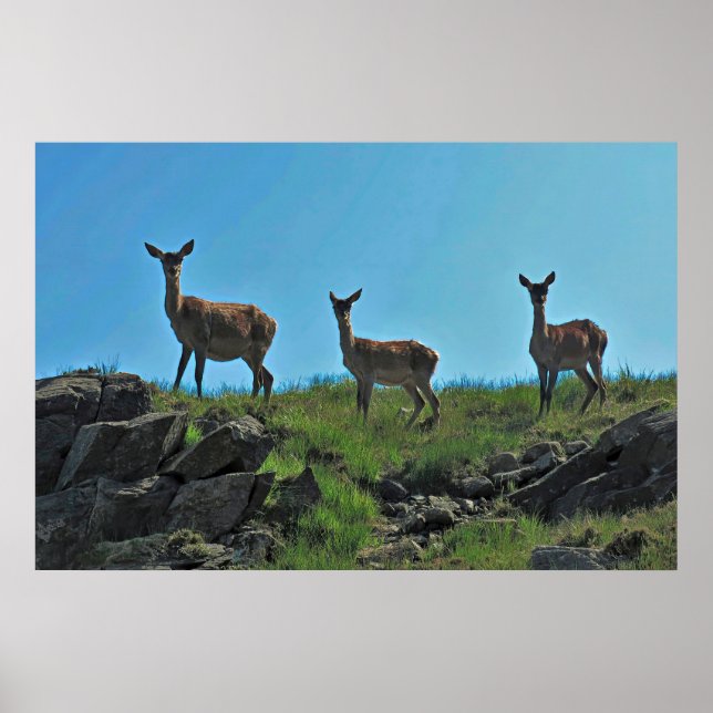 Poster Scottish Deer Trio (Frente)