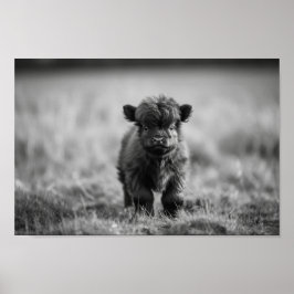 Poster Scottish Highland Calf Baby Cow