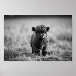 Poster Scottish Highland Calf Baby Cow