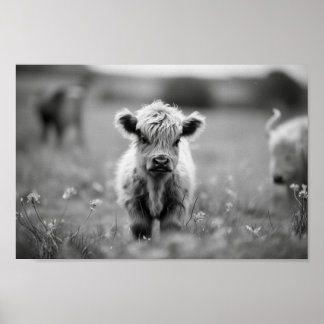 Poster Scottish Highland Calf Baby Cow