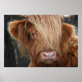 Póster Scottish Highland Cow, Highlander, Escócia