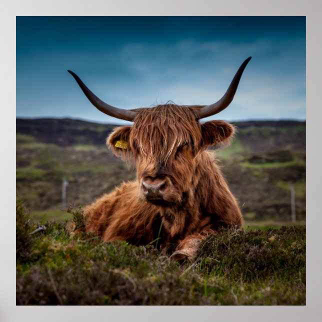 Póster Scottish Highland Cow Longhorn Bull Rancher (Frente)
