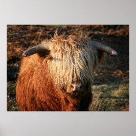 Póster Scottish Highland Cow na Escócia, Highlander